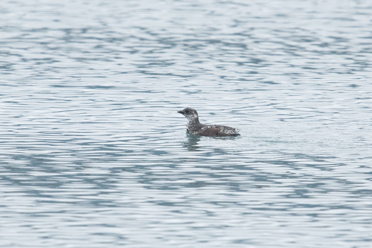 Guillemot de Kittlitz - ML469115341