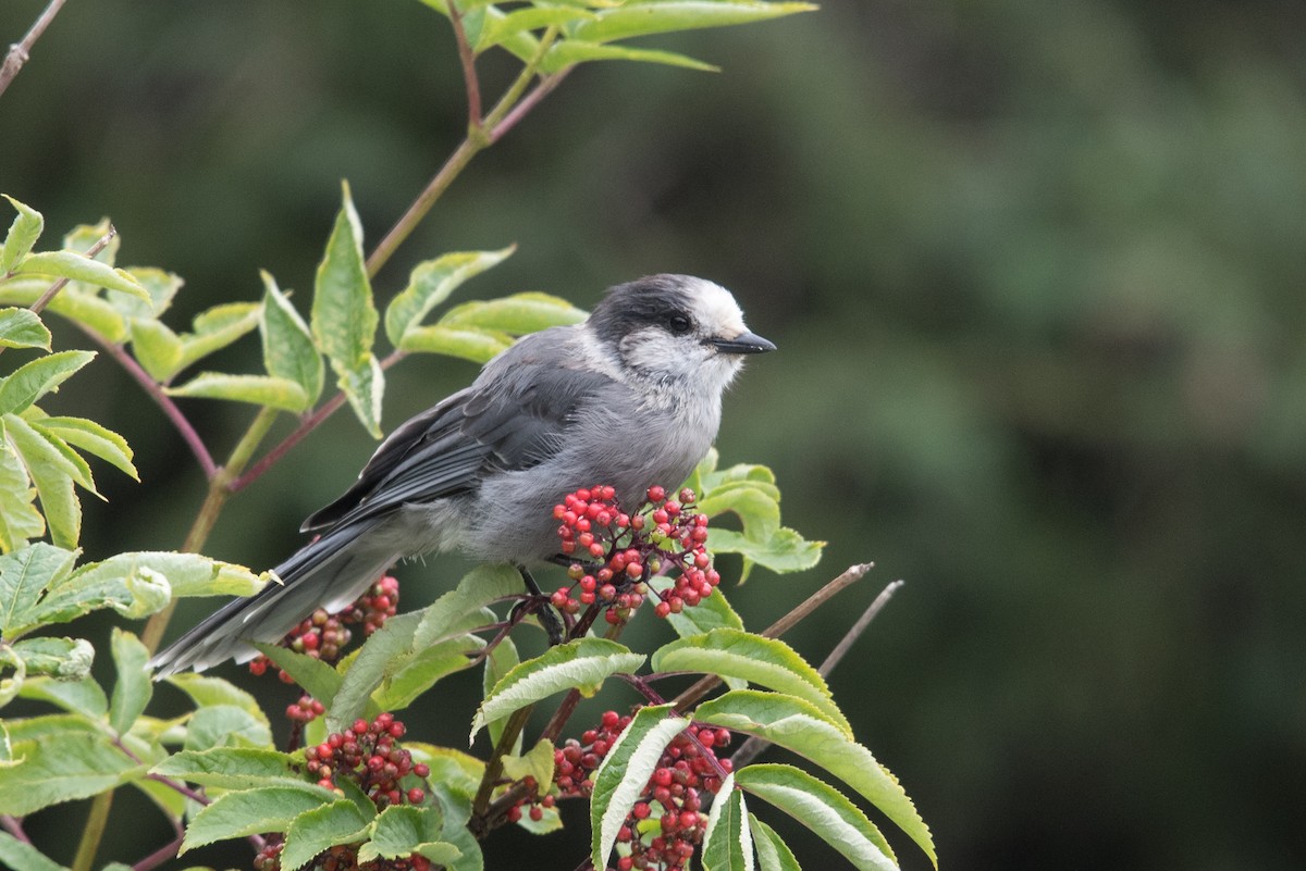 Canada Jay - ML469115891