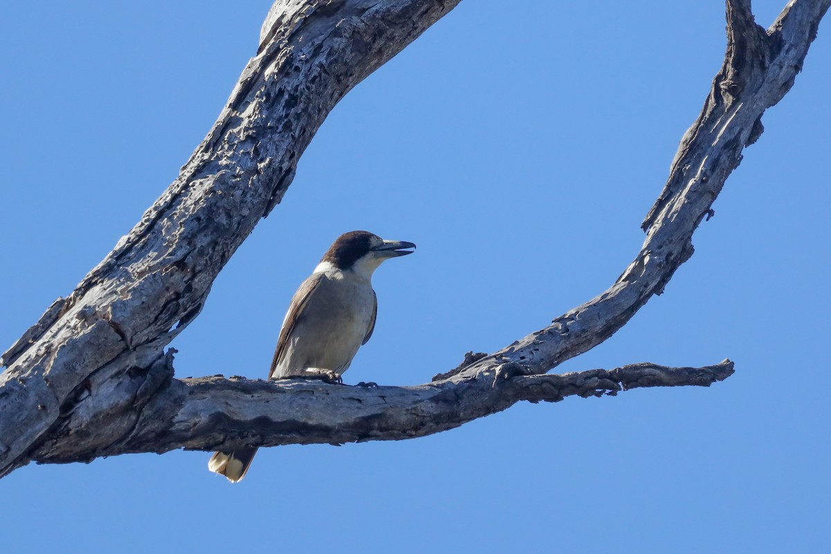 Gray Butcherbird - ML469116881