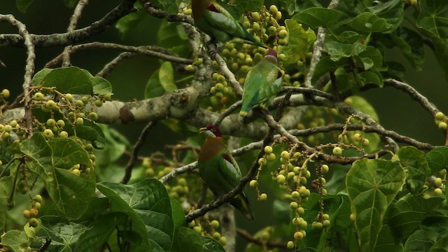 Ornate Fruit-Dove - ML469117