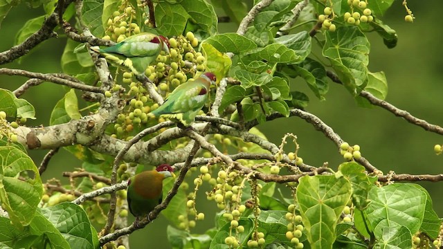 Ornate Fruit-Dove - ML469118