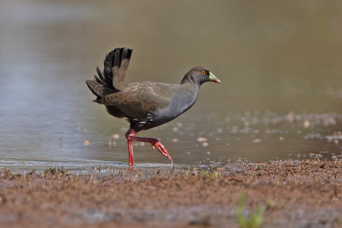 Black-tailed Nativehen - ML469119611