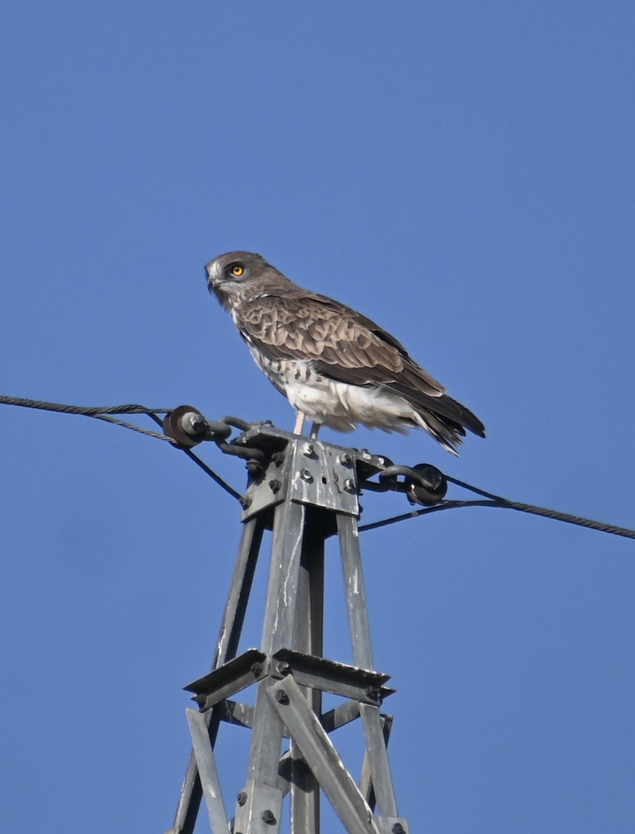 Short-toed Snake-Eagle - Miguel Ángel García