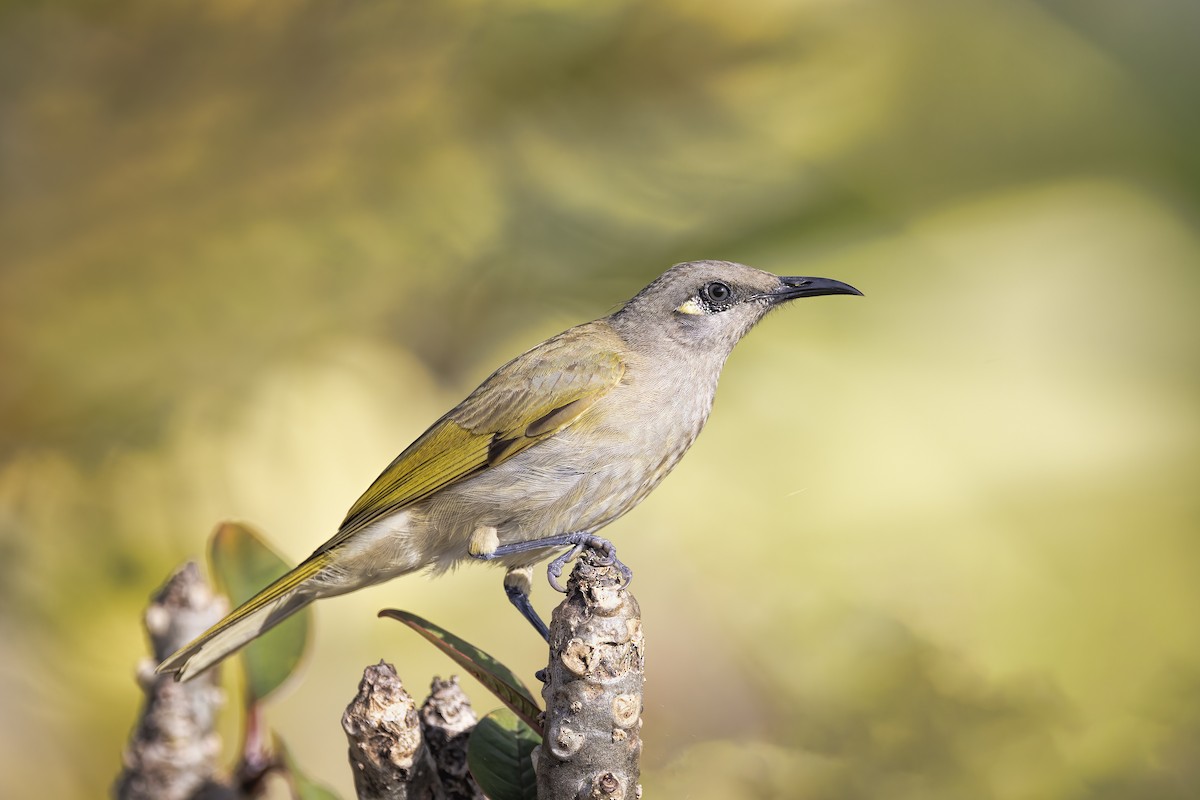 Brown Honeyeater - ML469120061