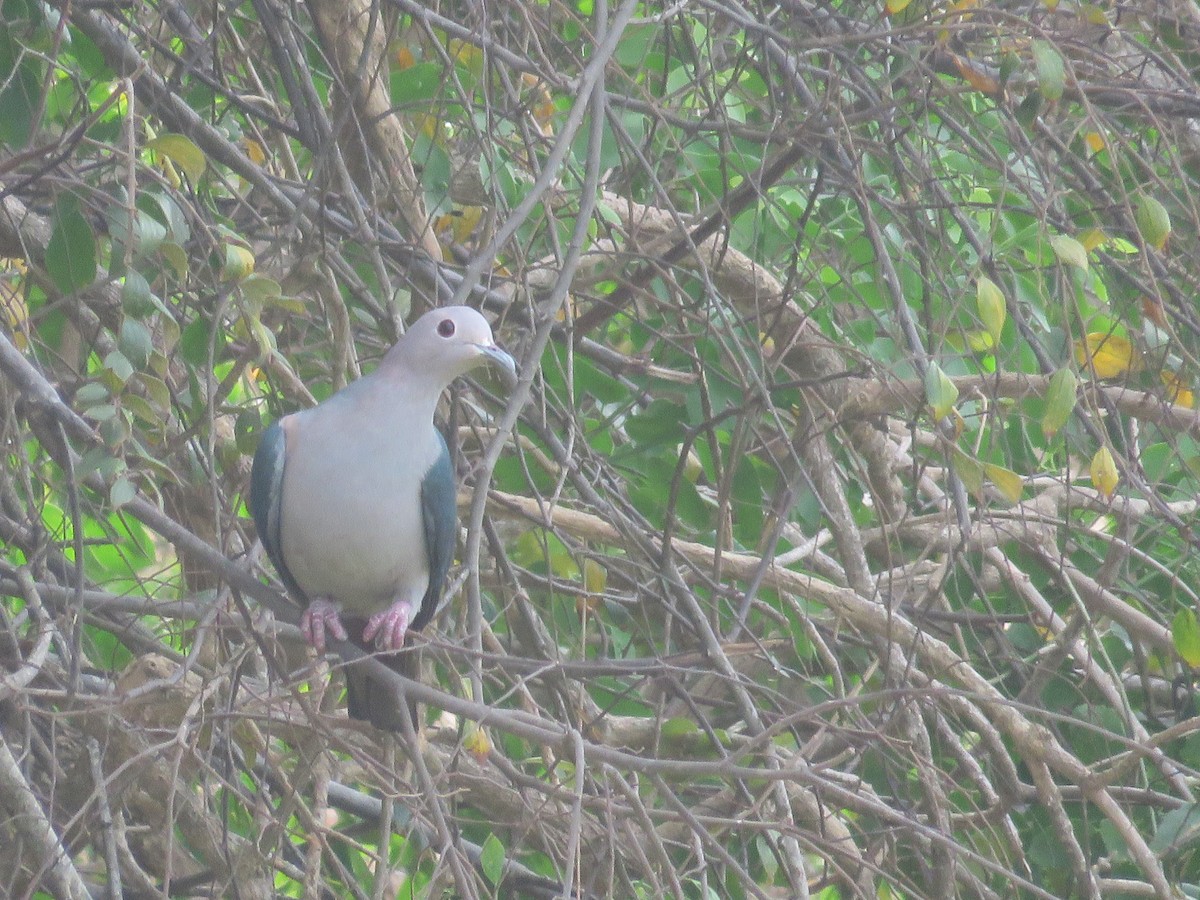 Green Imperial-Pigeon - ML469120281