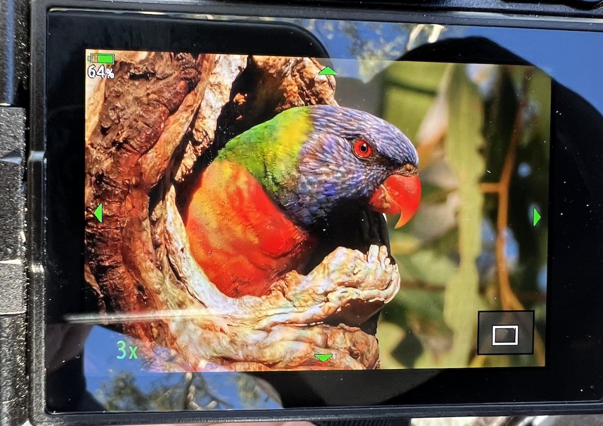 Rainbow Lorikeet - ML469122501