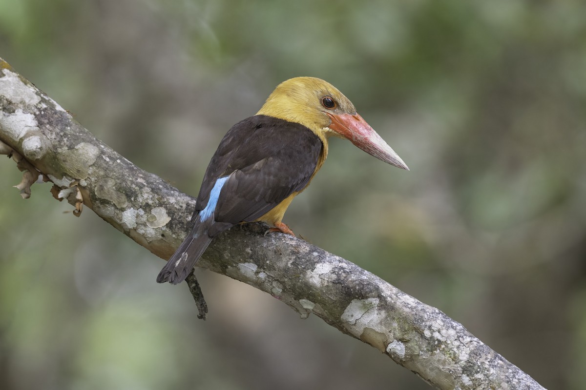 Brown-winged Kingfisher - ML469123351