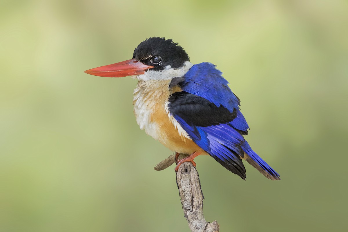 Black-capped Kingfisher - Jan-Peter  Kelder