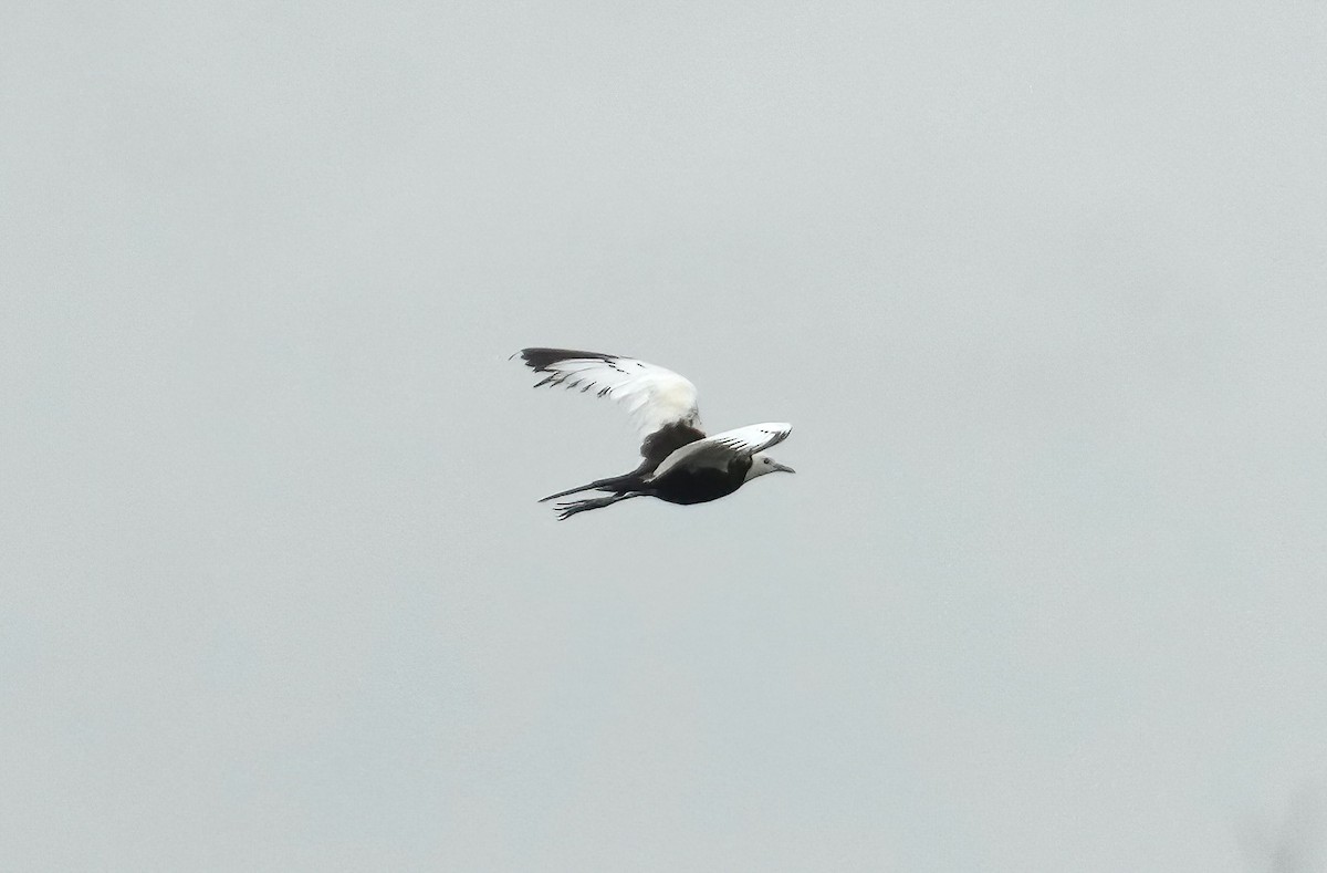 Pheasant-tailed Jacana - ML469123741