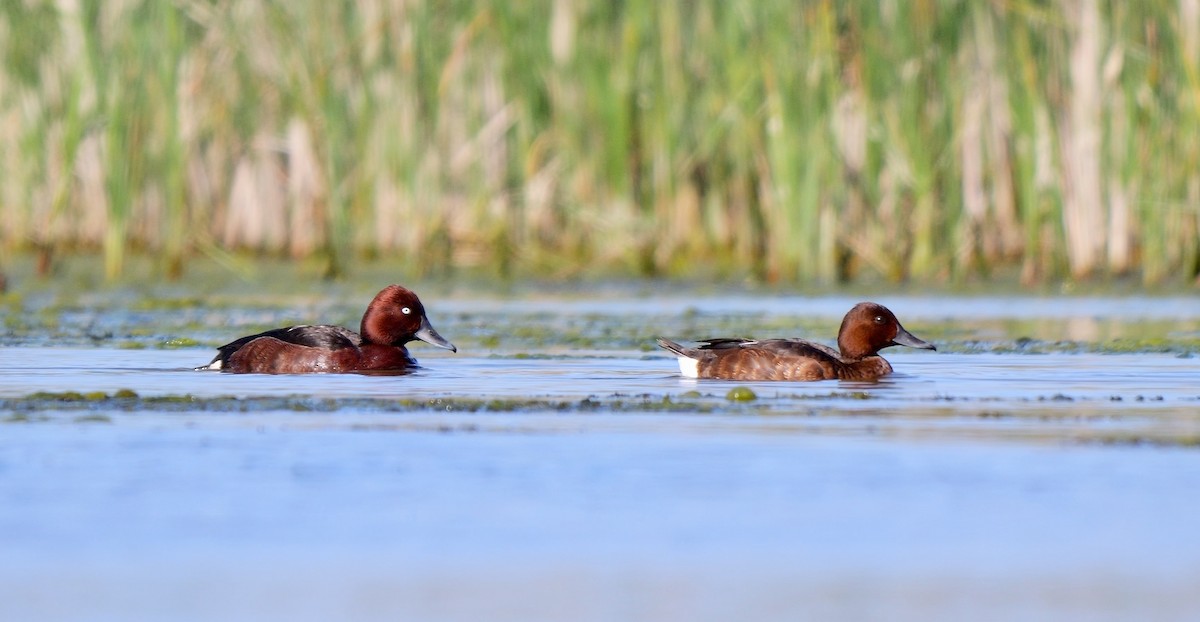 Ferruginous Duck - ML469124951