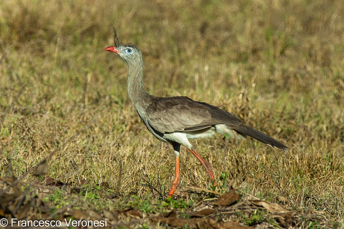 Red-legged Seriema - ML469125651