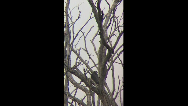 sokol stěhovavý (ssp. peregrinator) - ML469125891