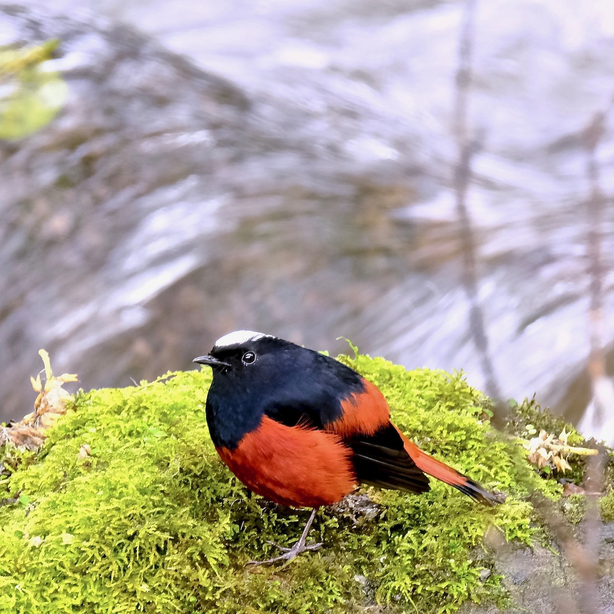 White-capped Redstart - ML469126981