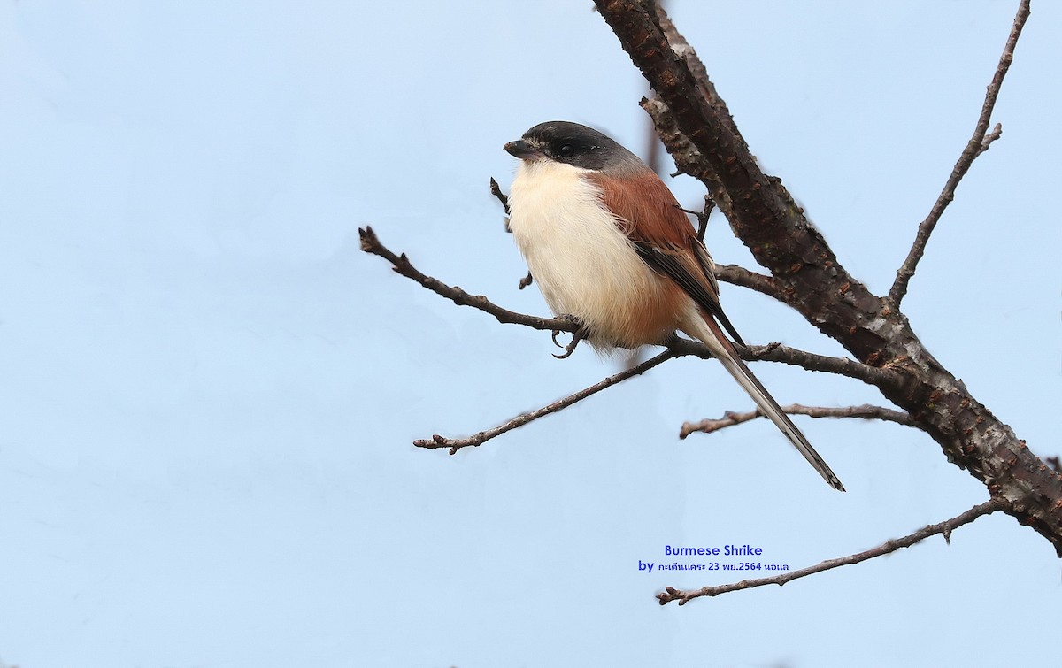 Burmese Shrike - ML469128151