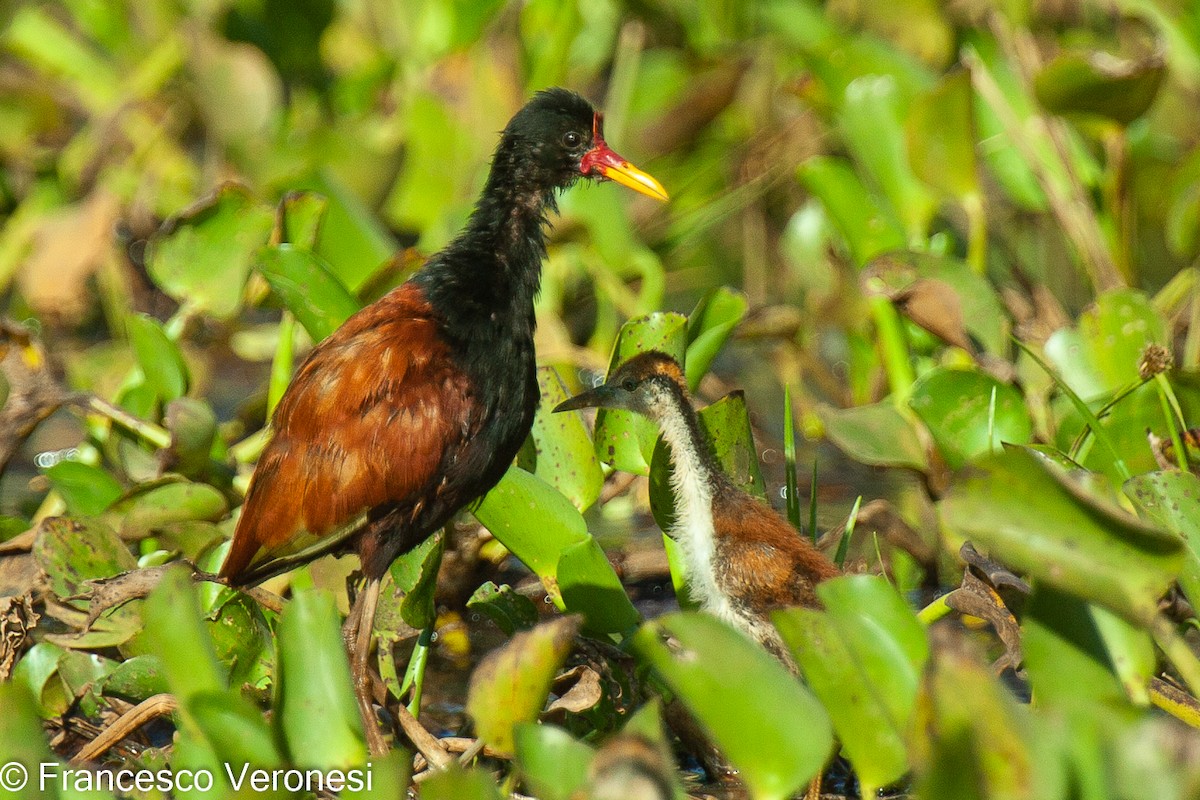 Wattled Jacana - ML469128941