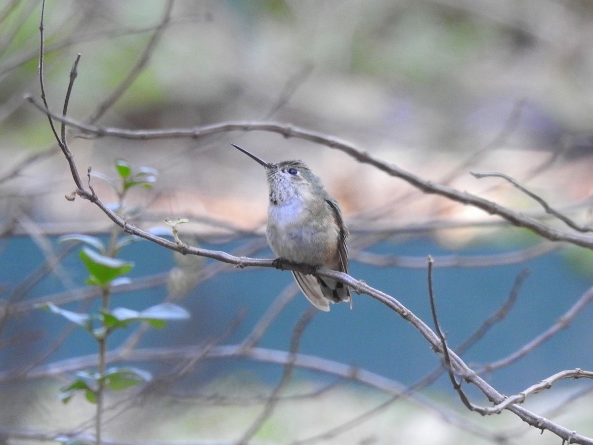Calliope Hummingbird - ML46912941