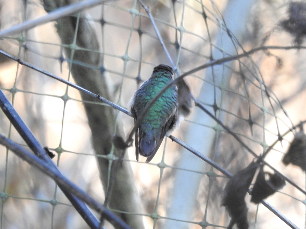 Calliope Hummingbird - ML46913071
