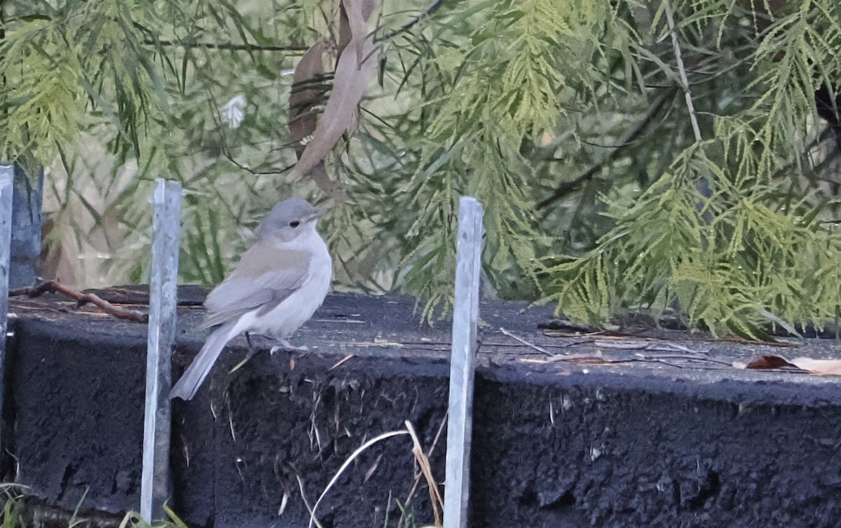 Gray Shrikethrush - ML469131311