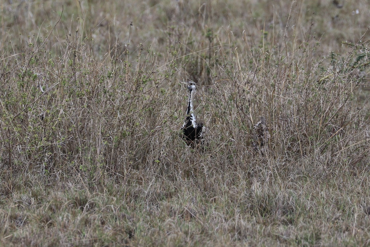 Hartlaub's Bustard - Manuel Schwarz