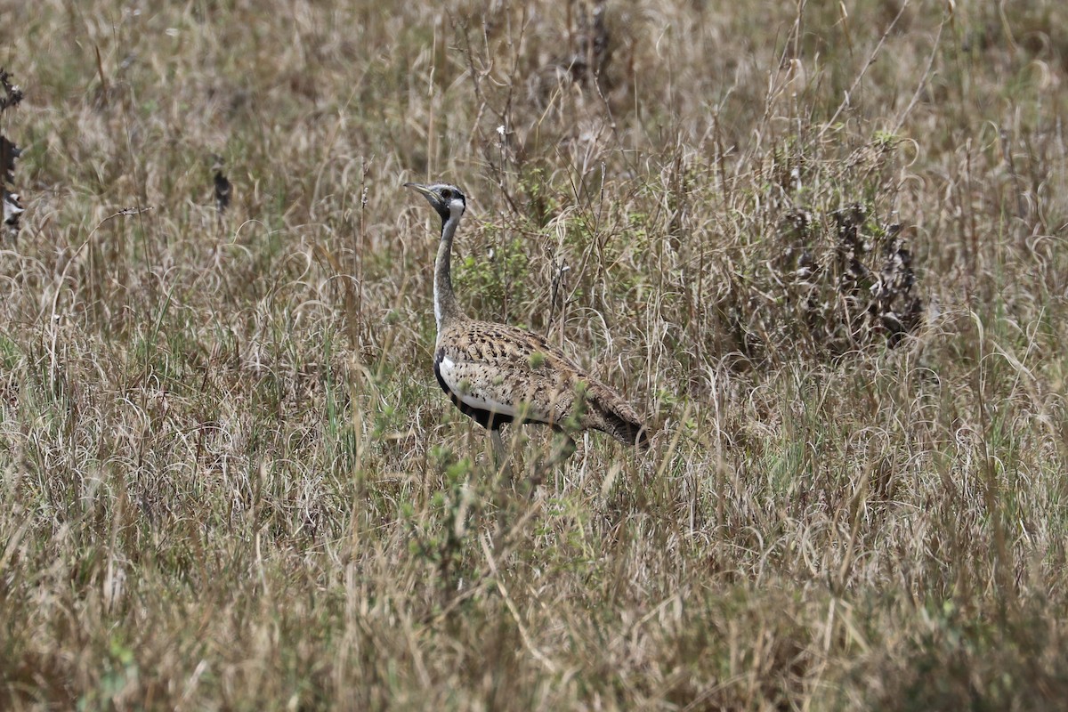 Hartlaub's Bustard - ML469132281