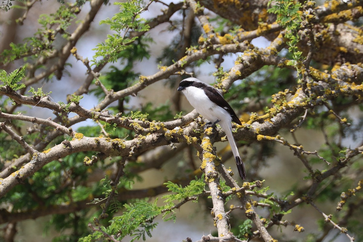 Gray-backed Fiscal - Manuel Schwarz