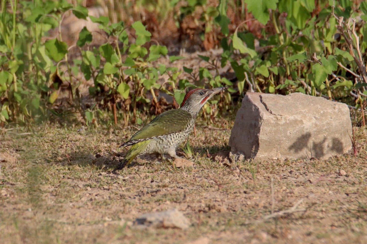 Iberian Green Woodpecker - ML469133231