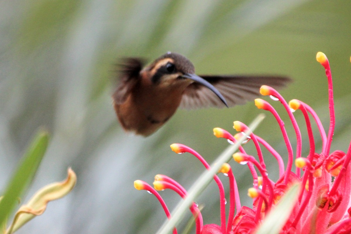 Reddish Hermit - ML469134001