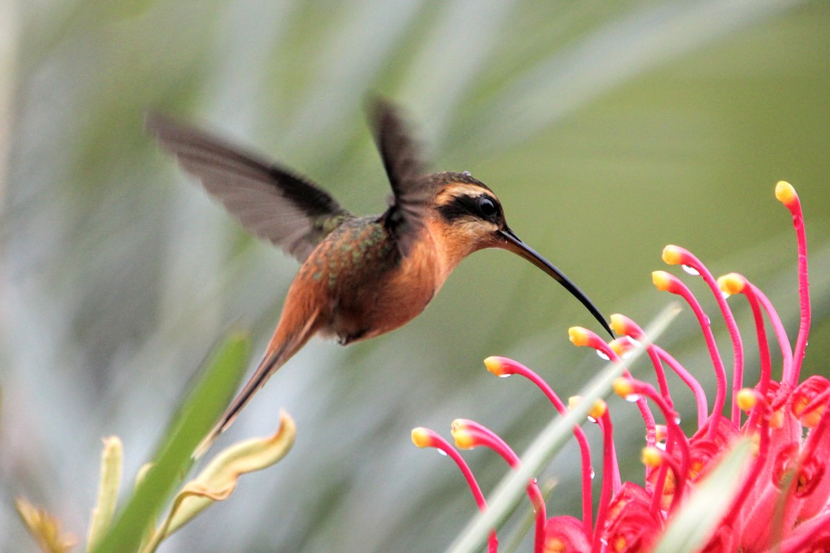 Reddish Hermit - ML469134011