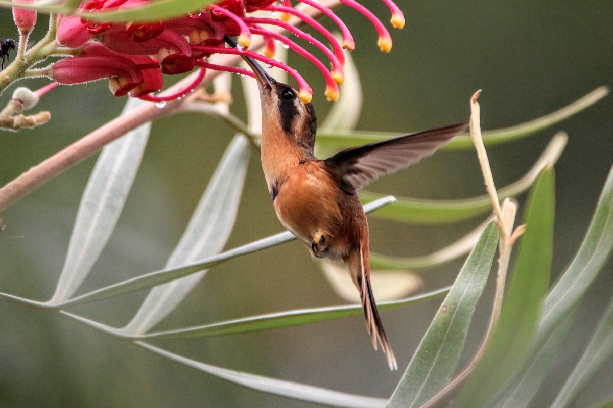 Reddish Hermit - Paulo Valadao