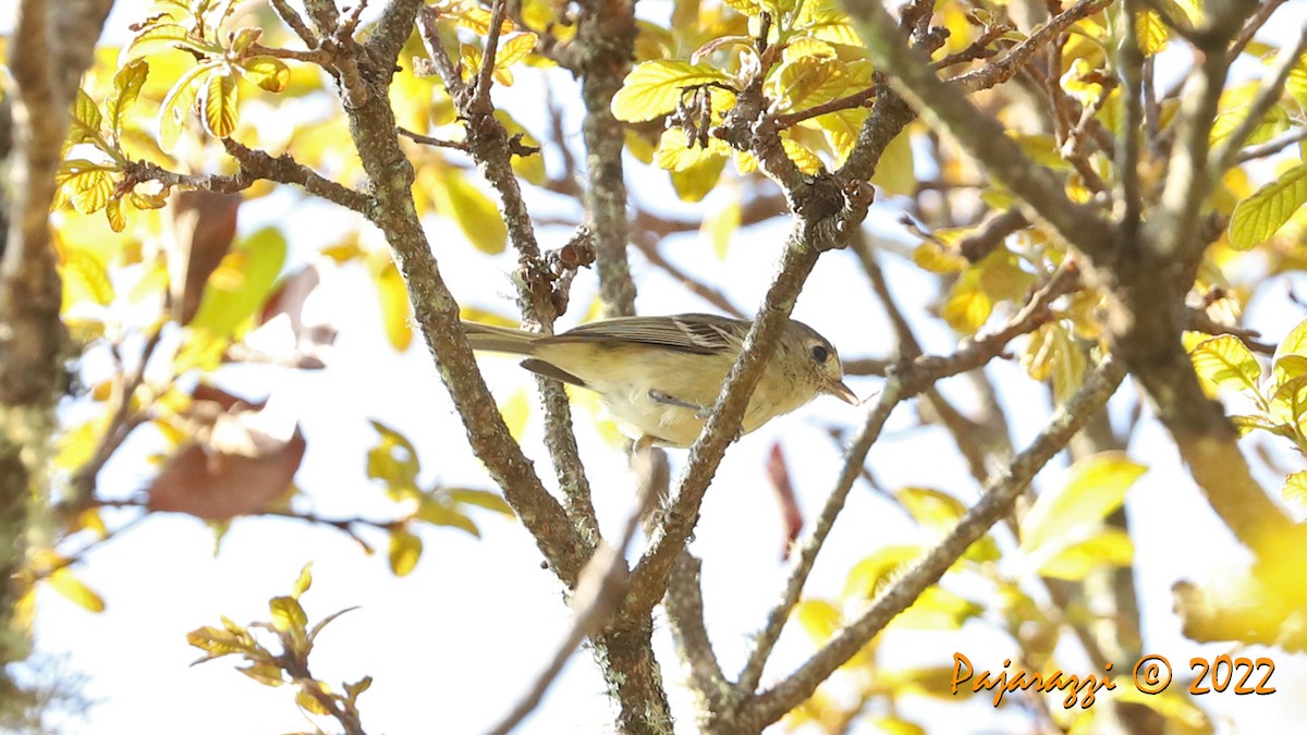 Dwarf Vireo - Alfredo Garcia