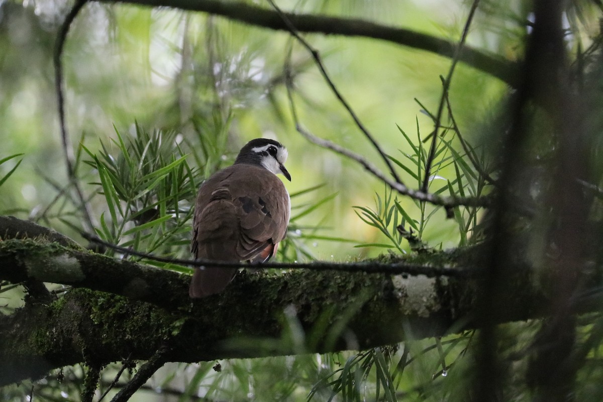 Tambourine Dove - ML469135251