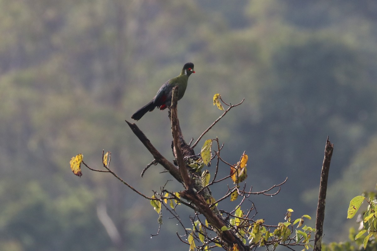 White-cheeked Turaco - ML469135281