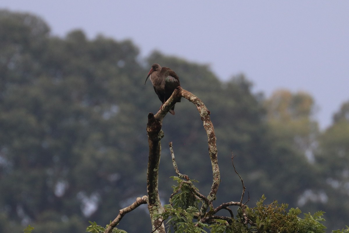 Hadada Ibis - ML469135321