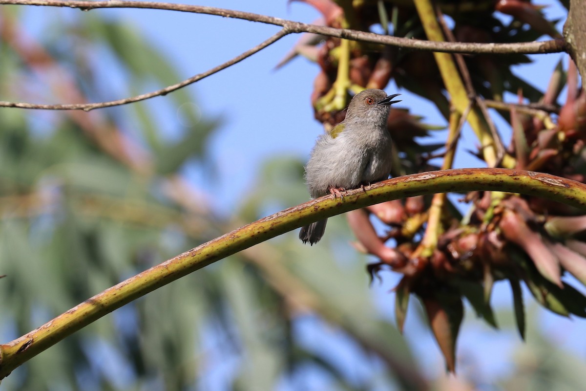 Green-backed Camaroptera - ML469135951
