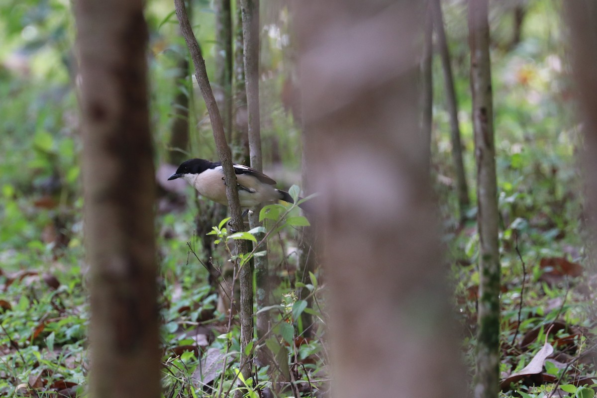 Ethiopian Boubou - Manuel Schwarz