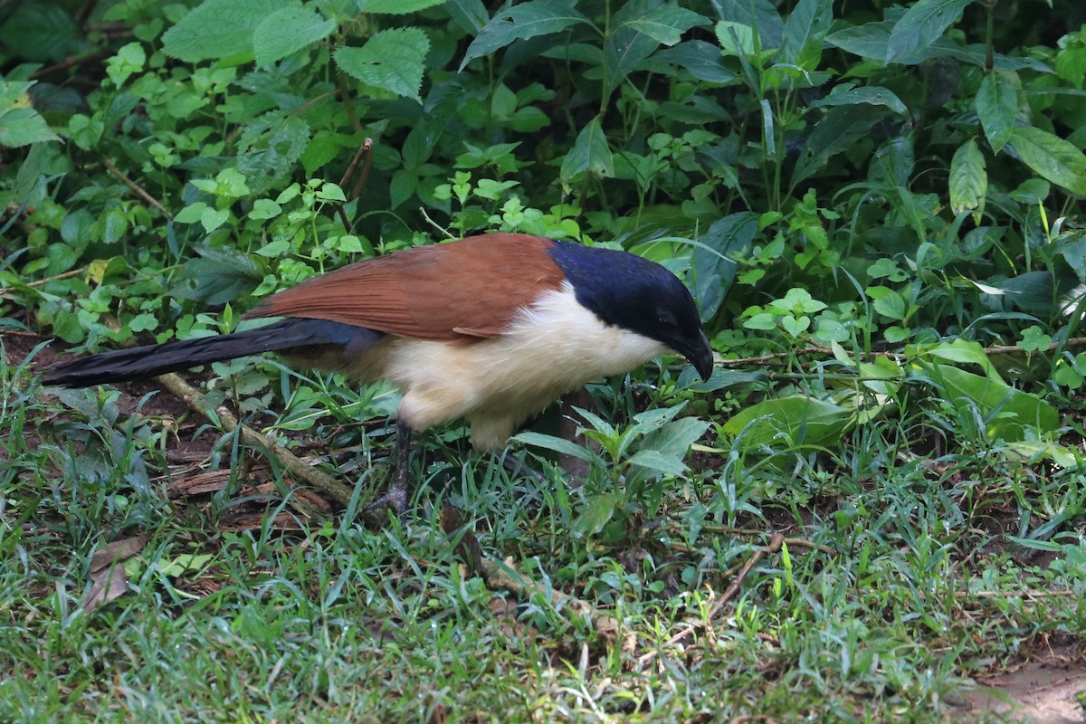 Blue-headed Coucal - ML469136181