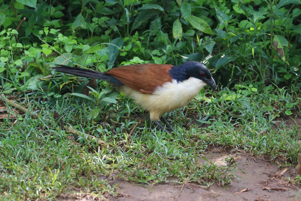 Blue-headed Coucal - ML469136191
