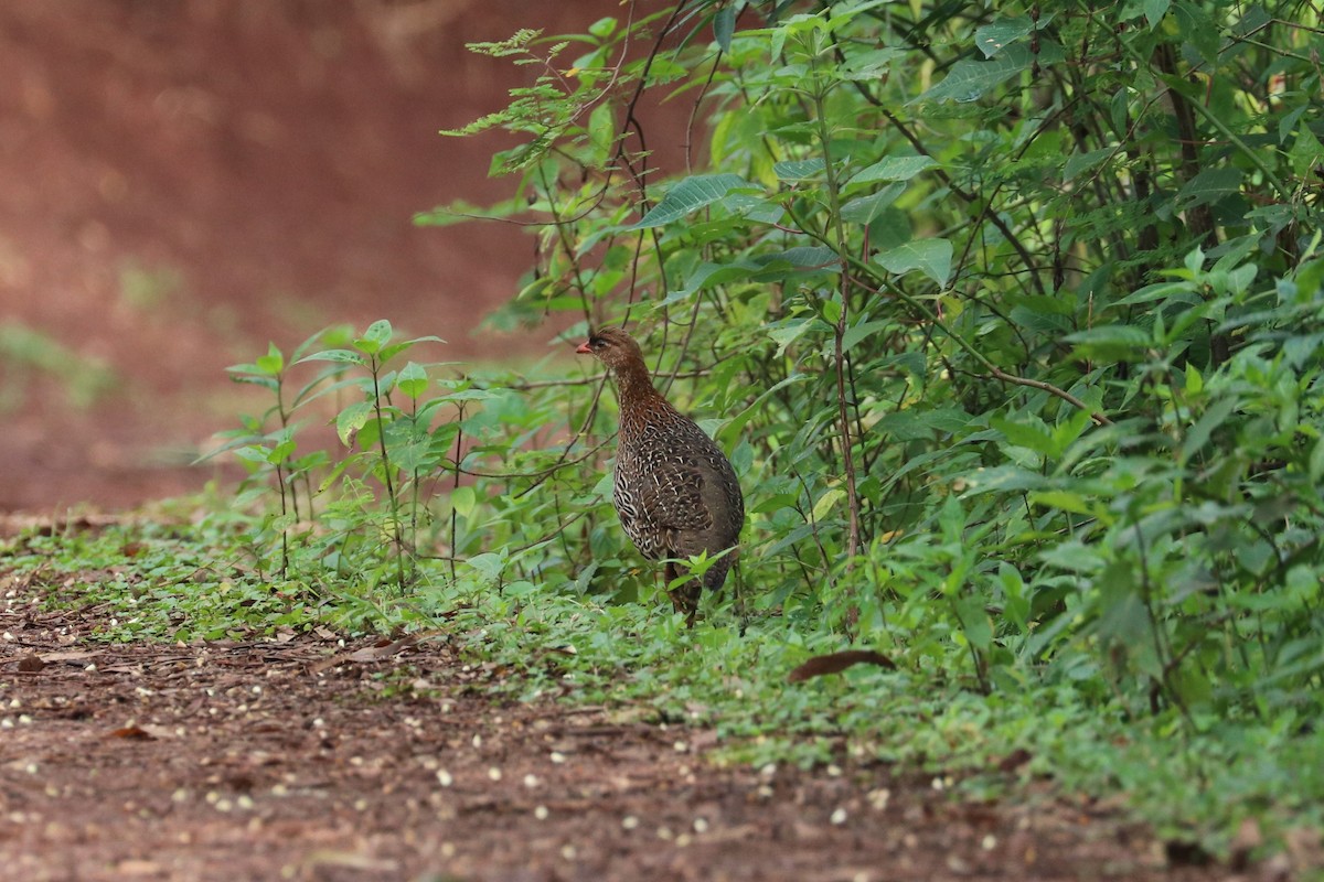 Chestnut-naped Spurfowl (Northern) - ML469136231