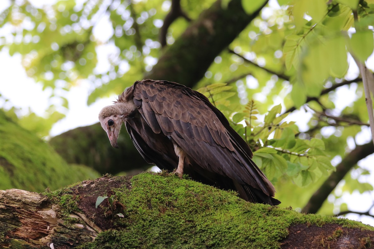 Hooded Vulture - Manuel Schwarz