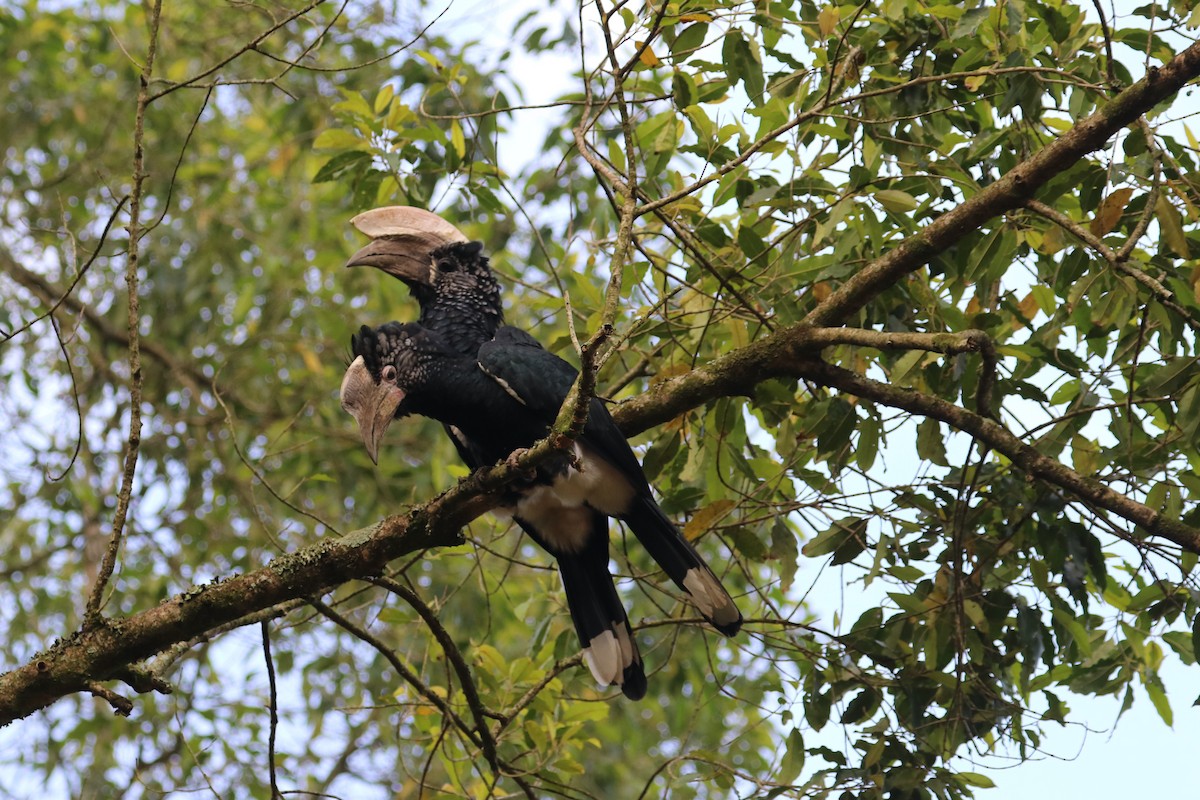 Silvery-cheeked Hornbill - ML469137241