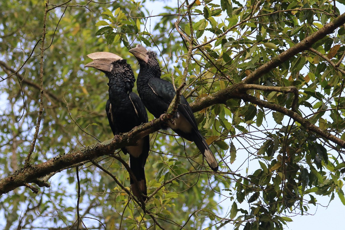 Silvery-cheeked Hornbill - ML469137251