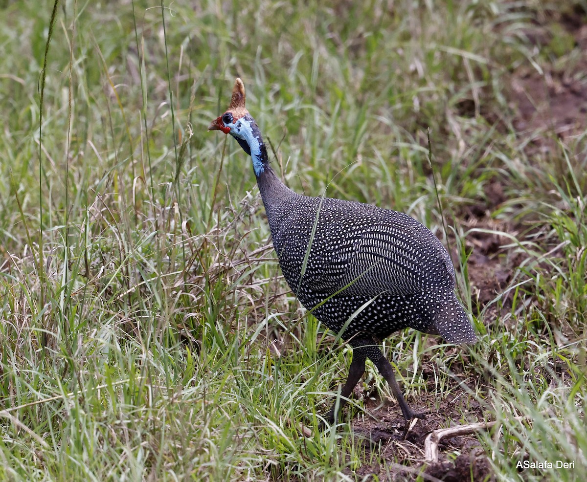 Helmeted Guineafowl (Reichenow's) - ML469140651