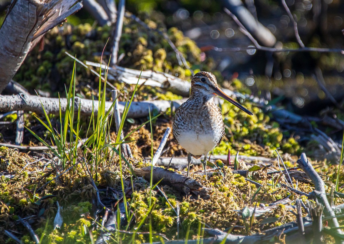 Wilson's Snipe - Glen Roach