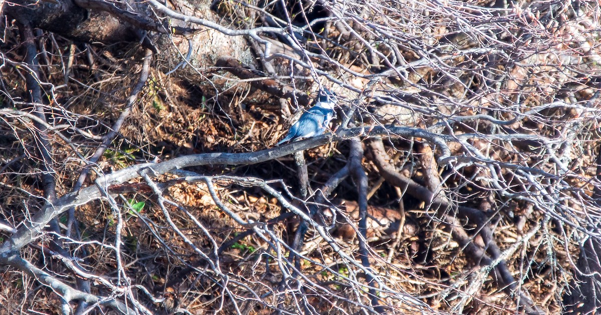 Belted Kingfisher - ML469145561