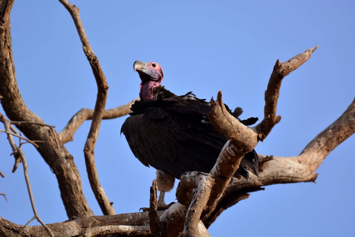 Lappet-faced Vulture - ML469145761