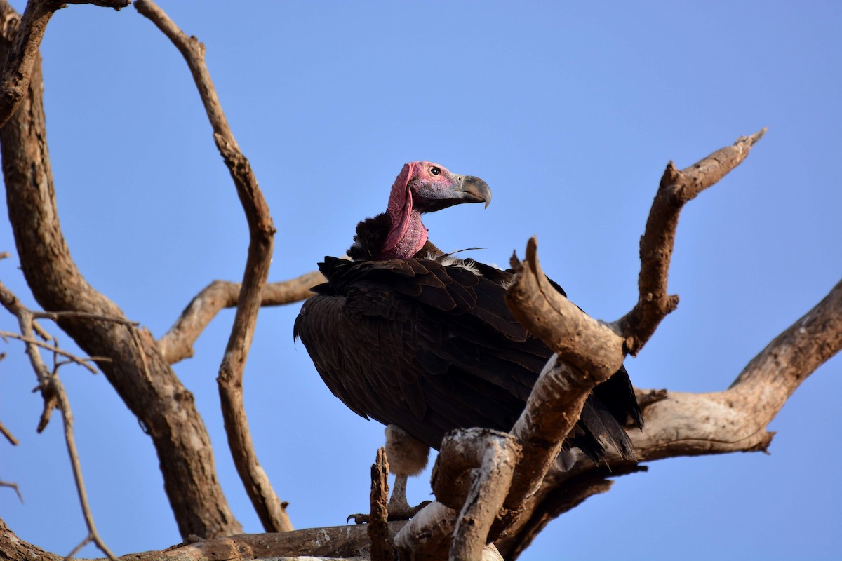 Lappet-faced Vulture - ML469145771