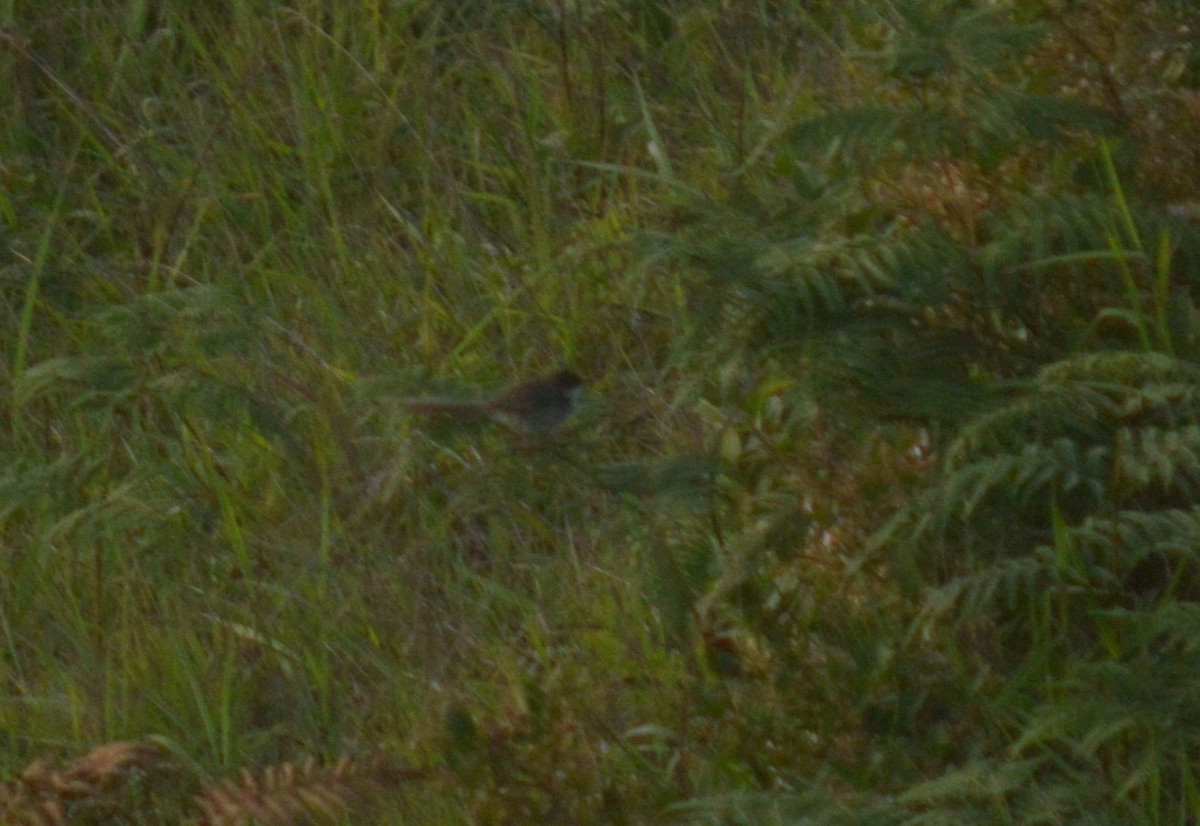 Prinia crinigère - ML469148681