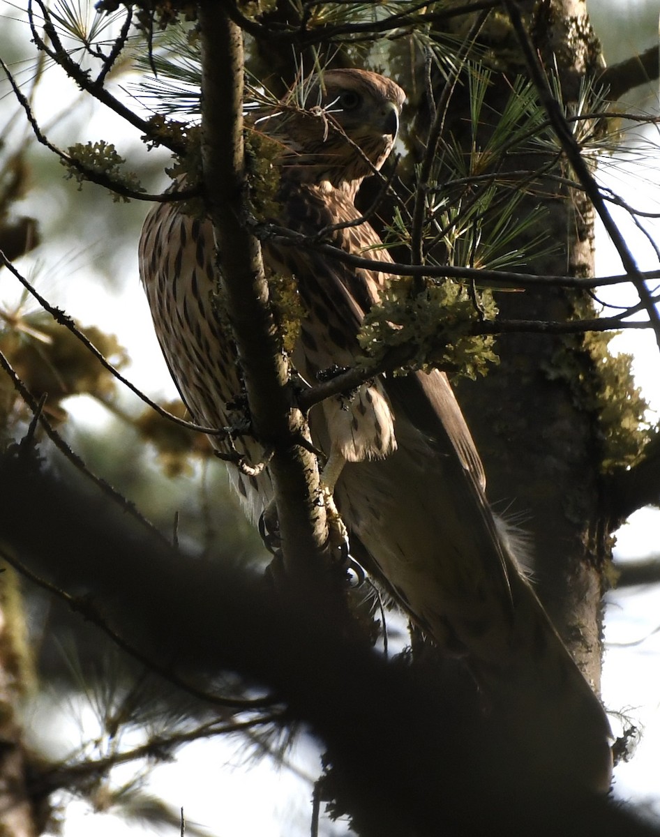 アメリカオオタカ - ML469149881