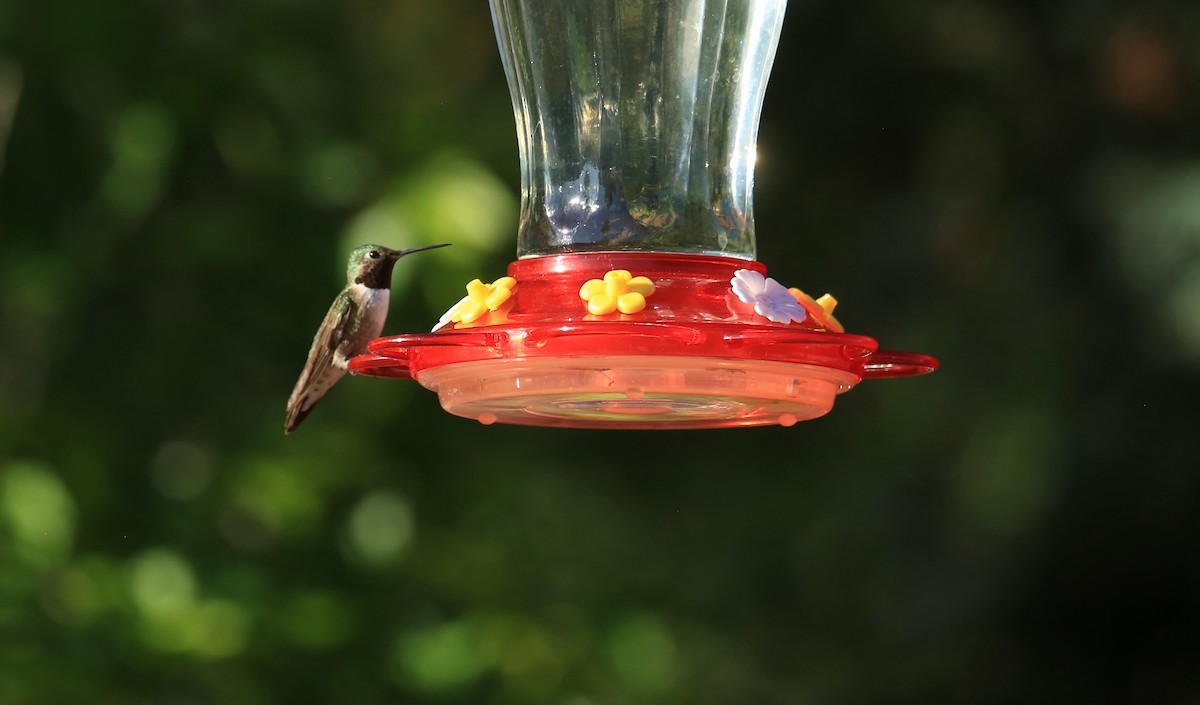 Broad-tailed Hummingbird - ML469150601