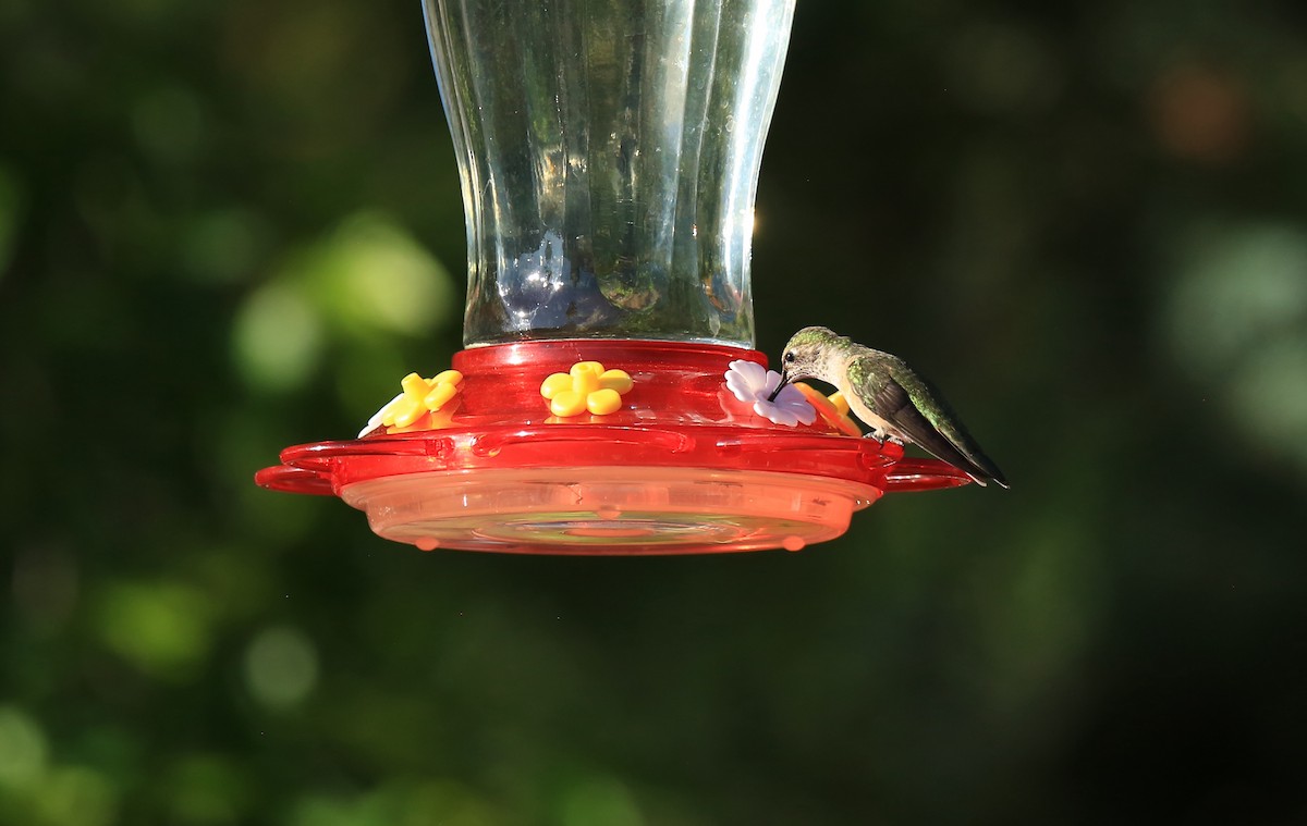 Broad-tailed Hummingbird - ML469150611